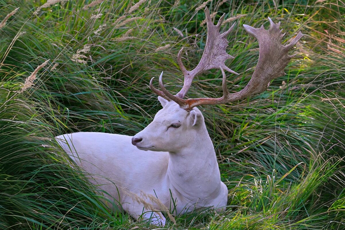 Олень альбинос - Николай Соколухин Олень альбинос - Николай Соколухин