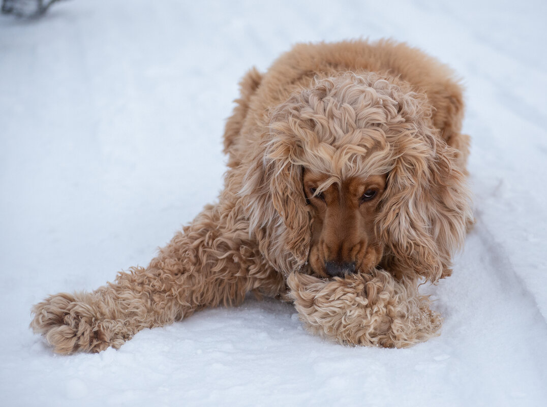 Зимние прогулки - Павел Харлин