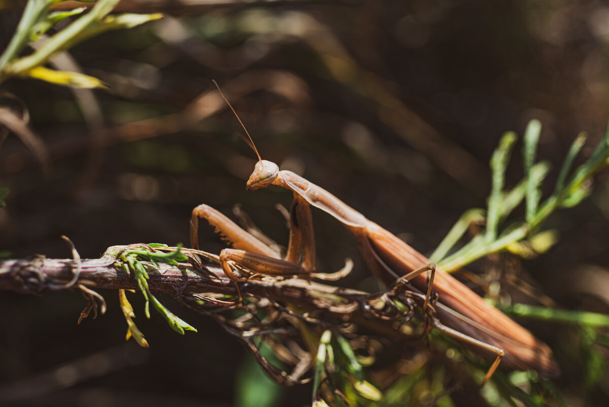богомол - Александр Леонов богомол - Александр Леонов