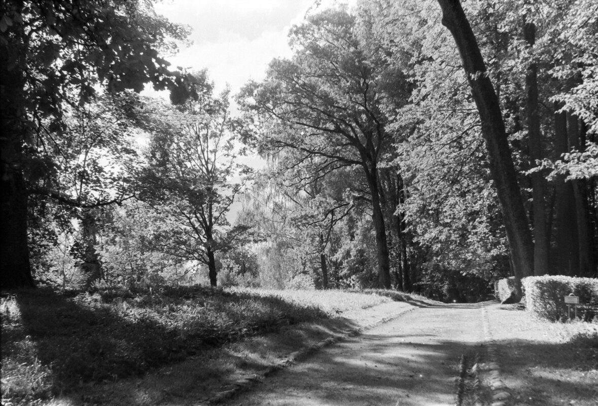 Летний день в парке музея-усадьбы Тригорское - Олег Зоркий Летний день в парке музея-усадьбы Тригорское - Олег Зоркий