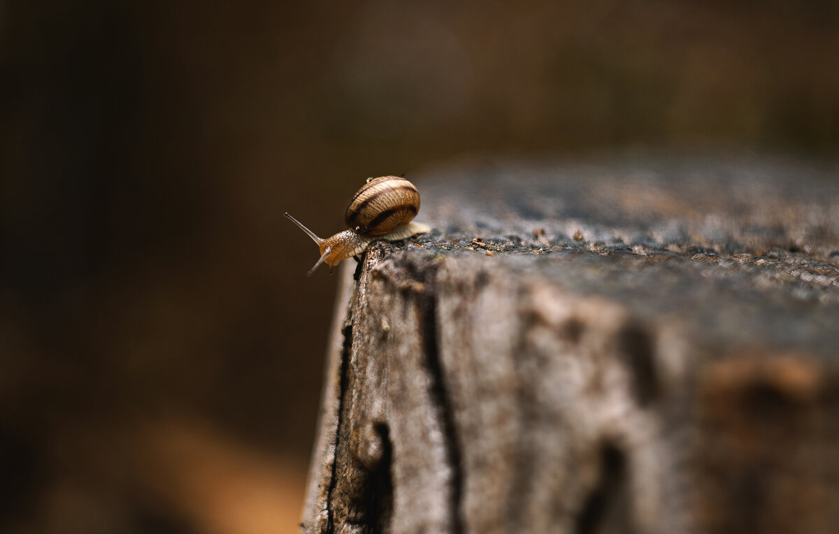 Осенние хроники. - Анатолий Щербак