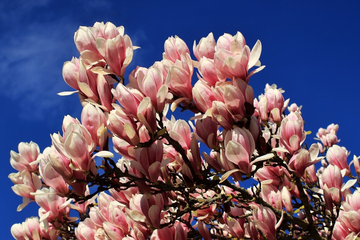 Буйство весны - Юрий. Шмаков Буйство весны - Юрий. Шмаков