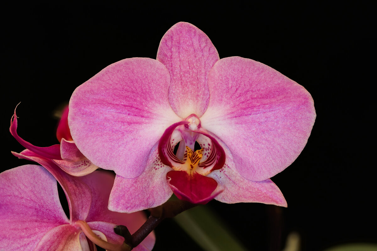 орхидея - Vlad Krrr