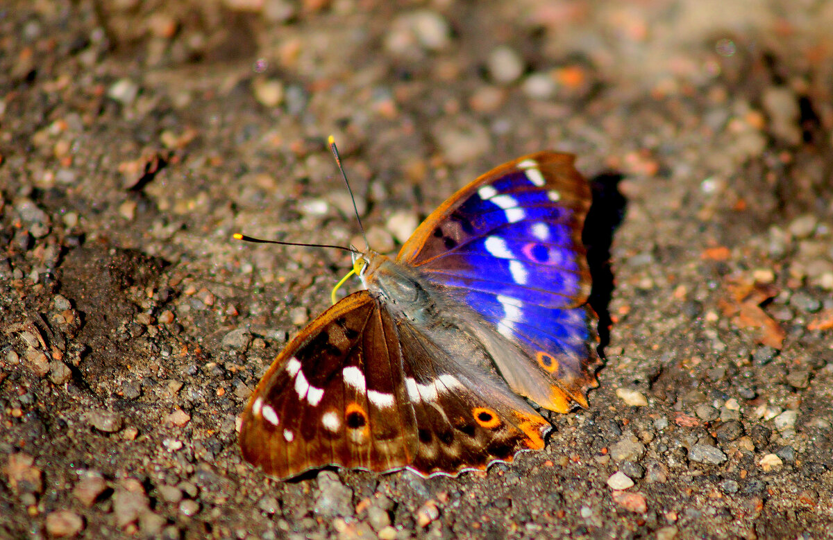 опять про бабочек 415 - Александр Прокудин
