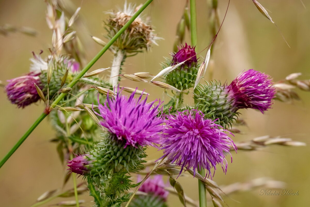 Этюд с цветами чертополоха... - Николай Гирш