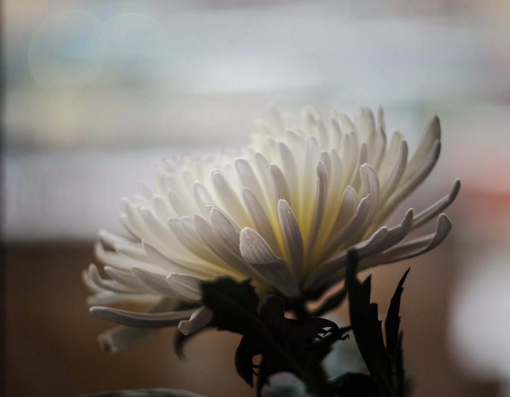 Хризантема - Магомед .