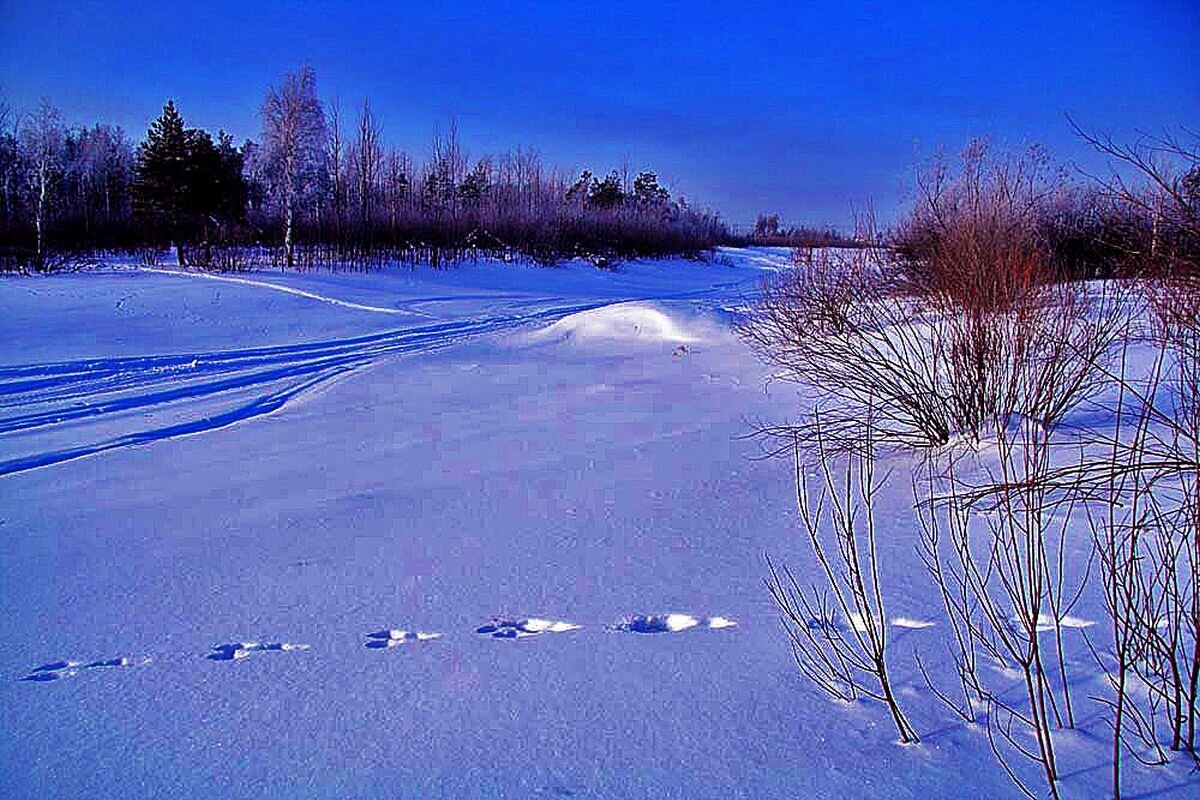 Протока Чеускина..Зайка проскакал! - Владимир 