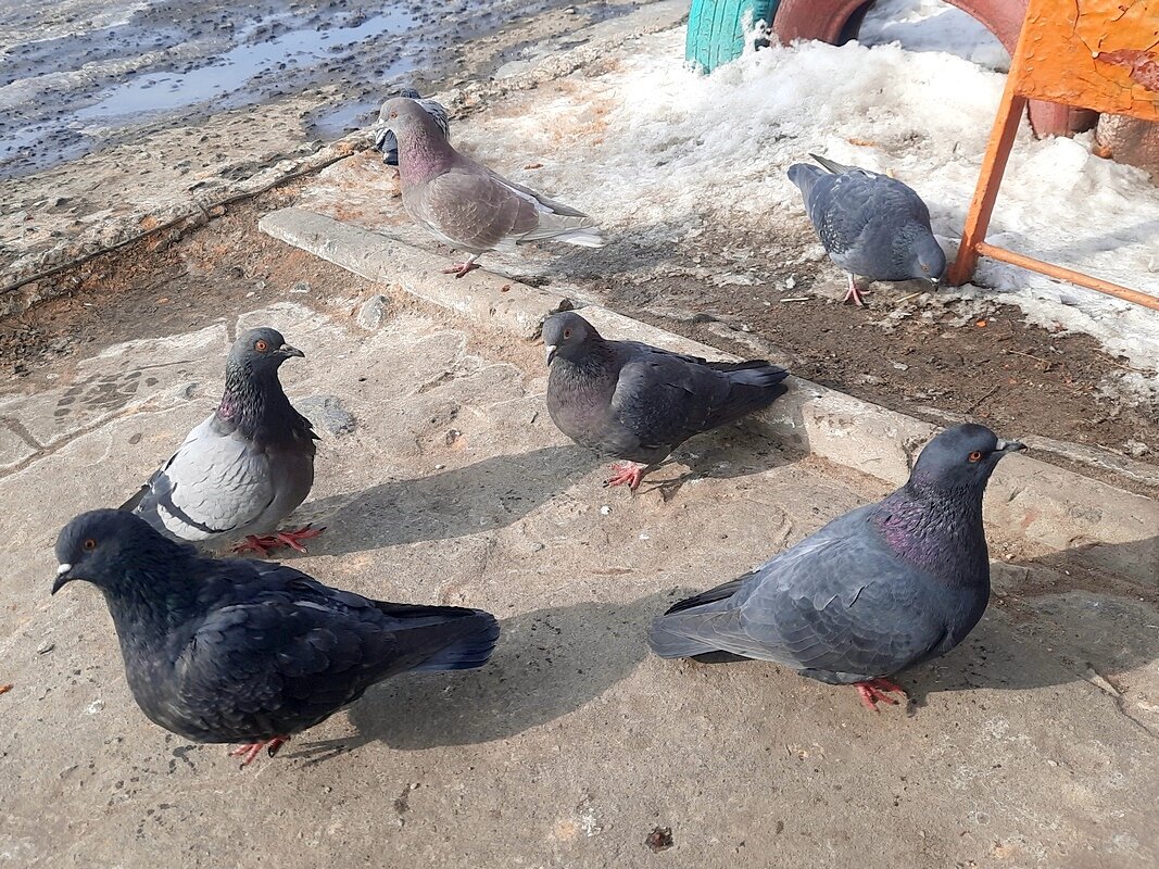 Вторые жители городов - Сеня Белгородский Вторые жители городов - Сеня Белгородский