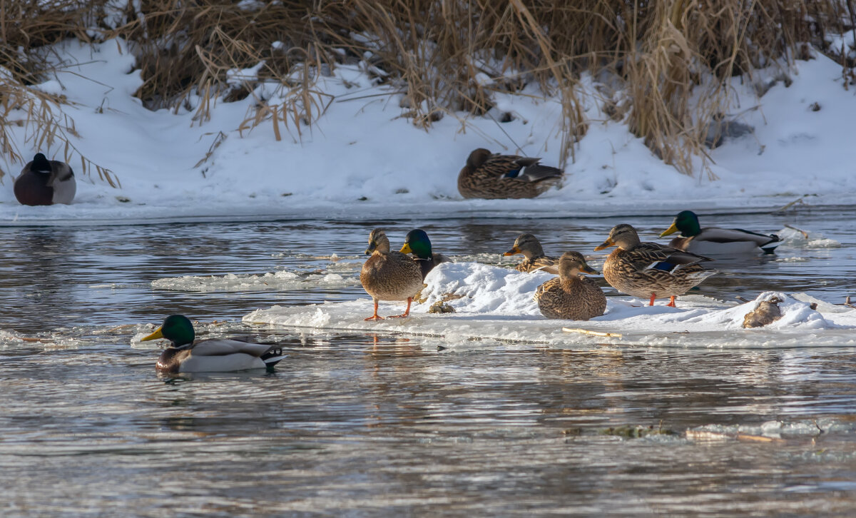 дрейфуют - Виталий Емельянов дрейфуют - Виталий Емельянов