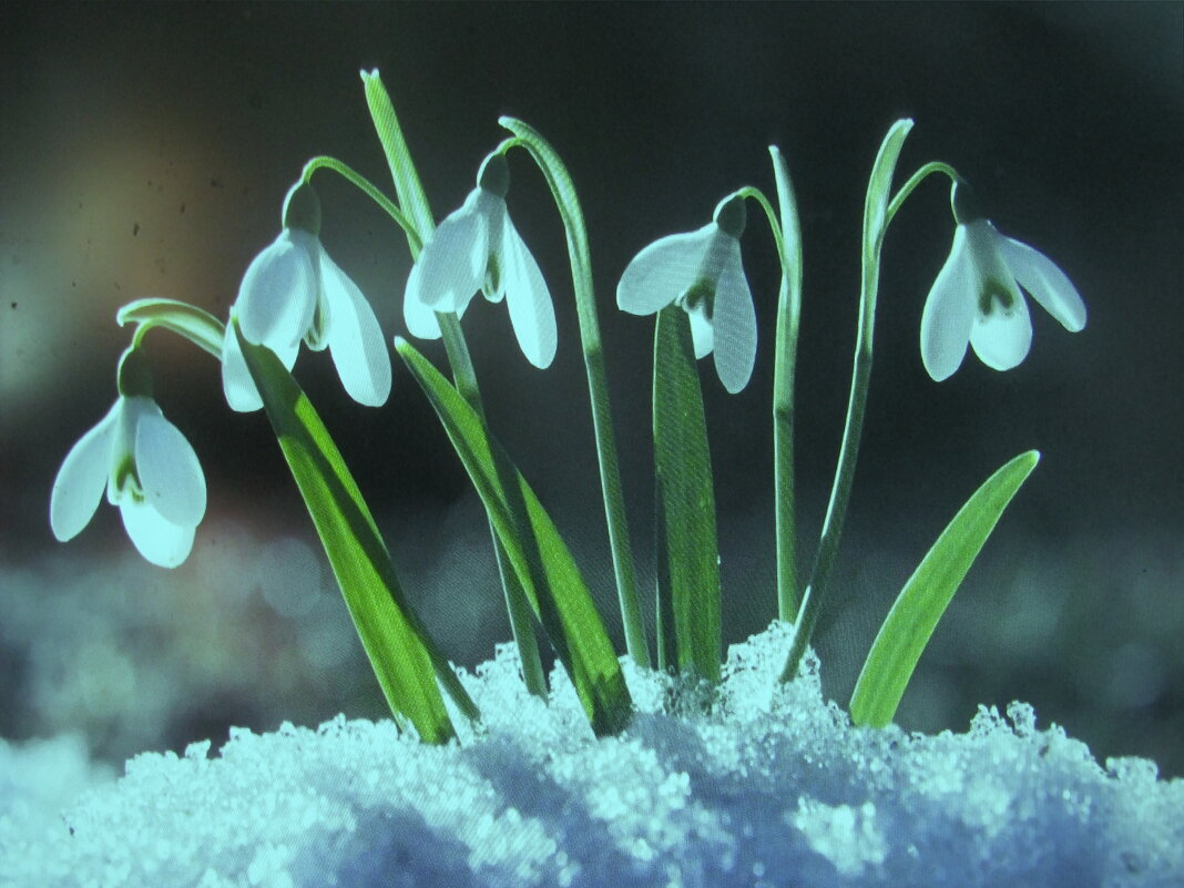 Засыпало красоту - Людмила Смородинская