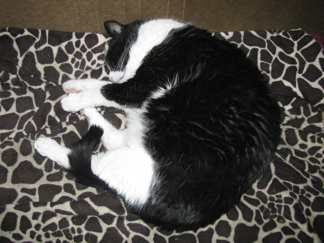 После прогулки - Людмила Смородинская