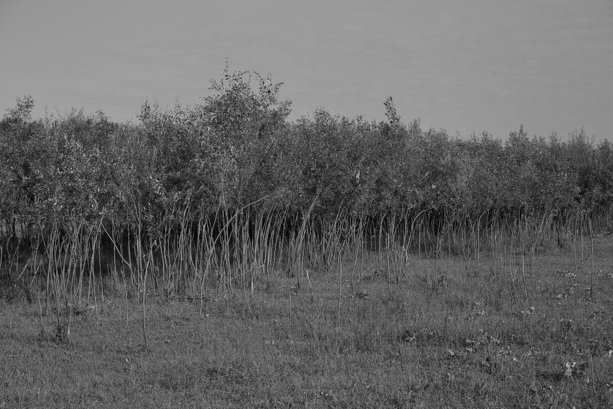 Название отсутствует - Денис Безногов Название отсутствует - Денис Безногов