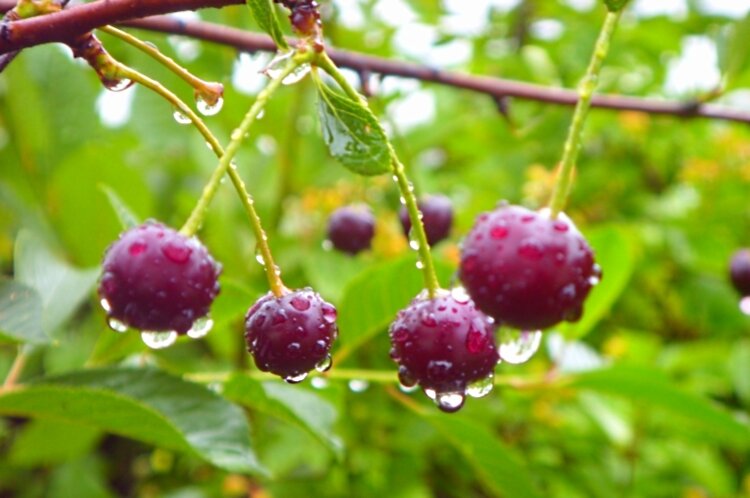 Про   вишенки... - Галина Кузьмина