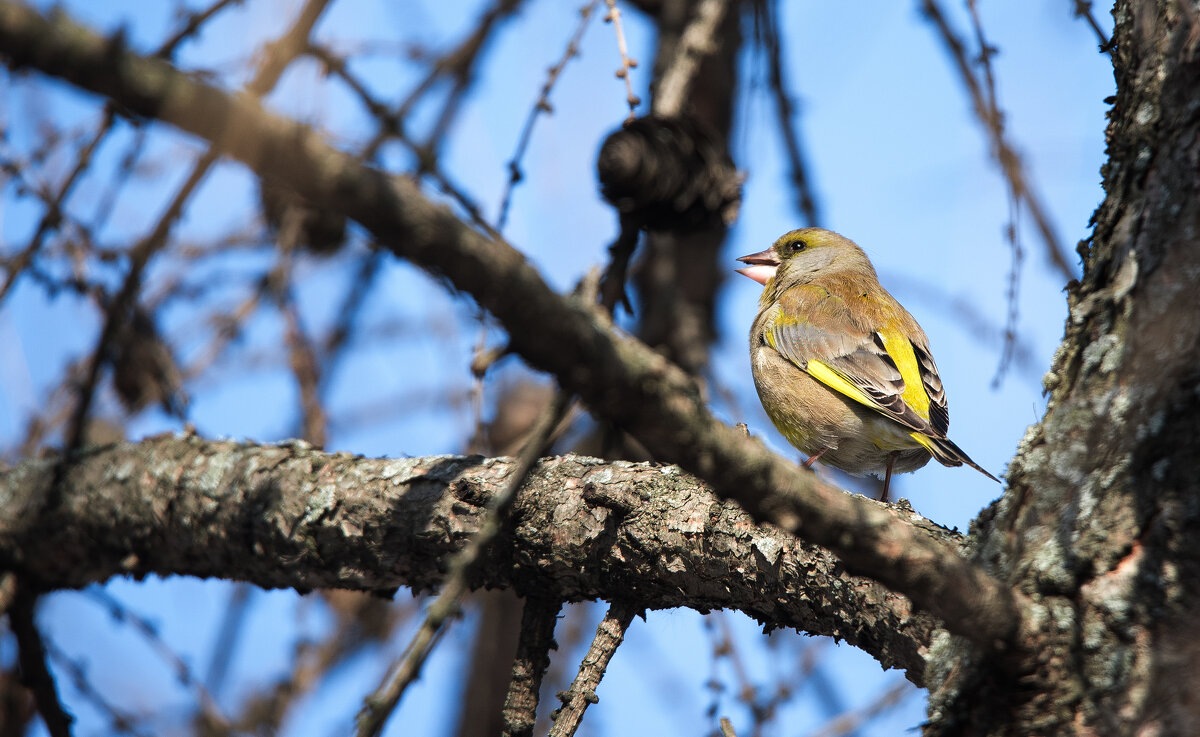 Зеленушка. - Владимир Безбородов