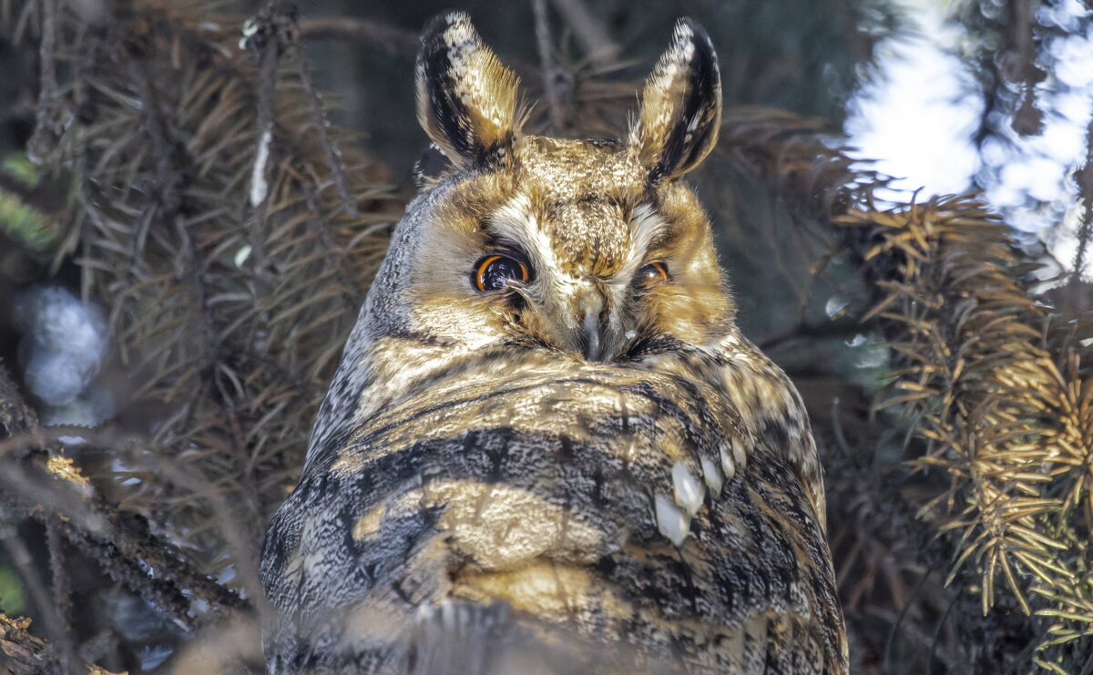 ушастая сова - юрий макаров