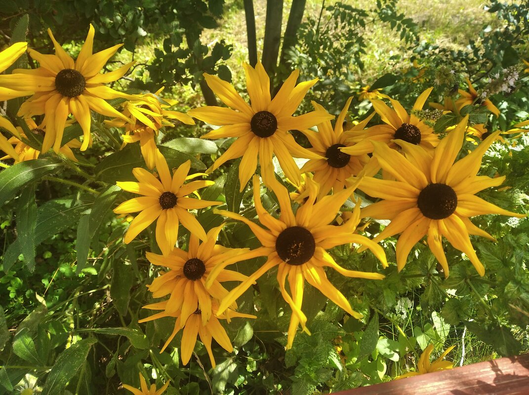 Солнышки лета - Елена Семигина Солнышки лета - Елена Семигина