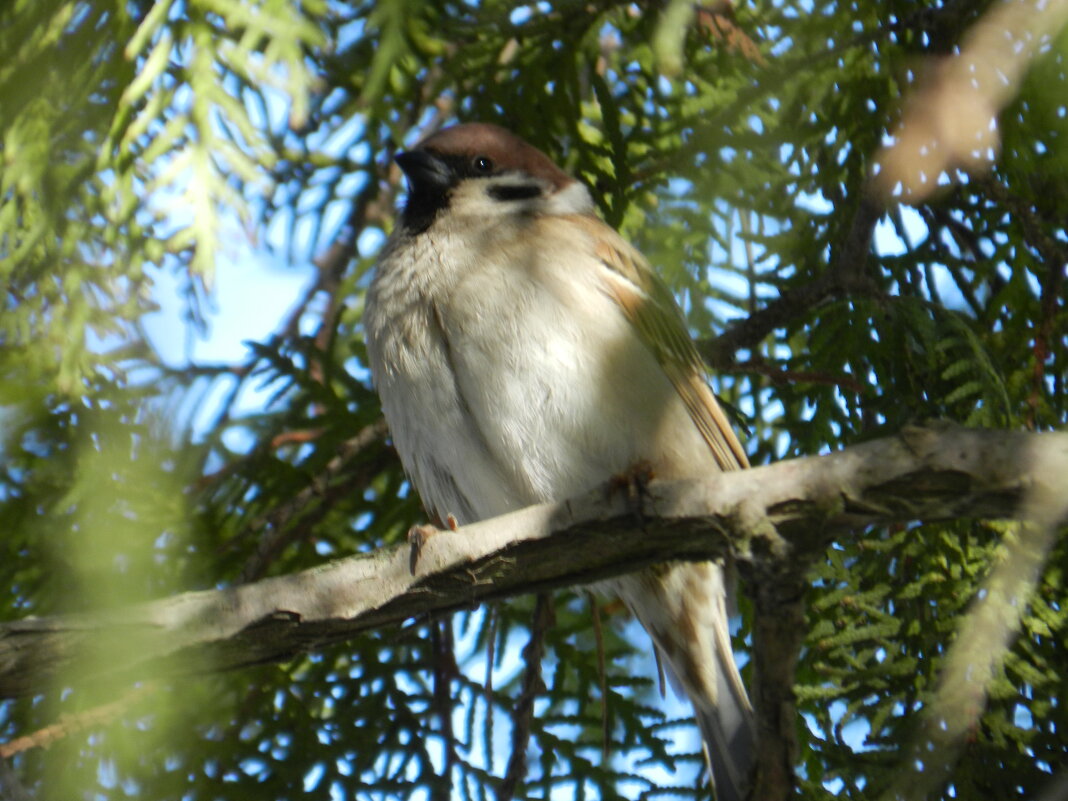 воробей полевой {Passer montanus} - Александр Кольцов