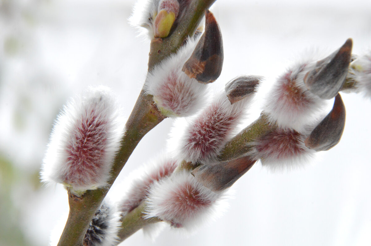 *** - Надежда Куркина *** - Надежда Куркина