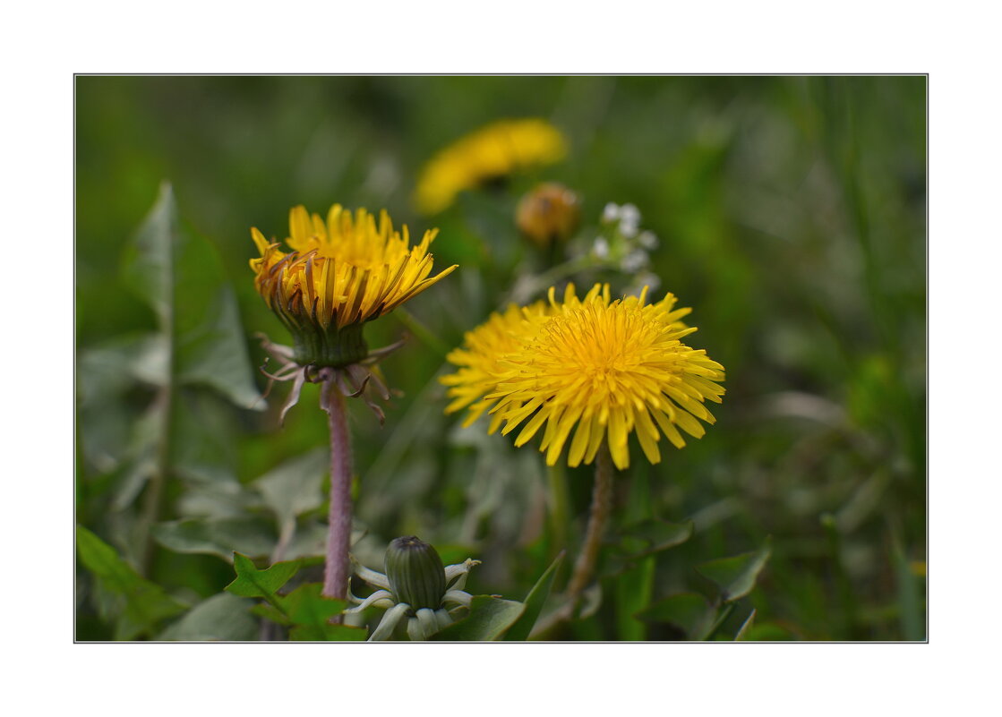 *** - Art __ *** - Art __