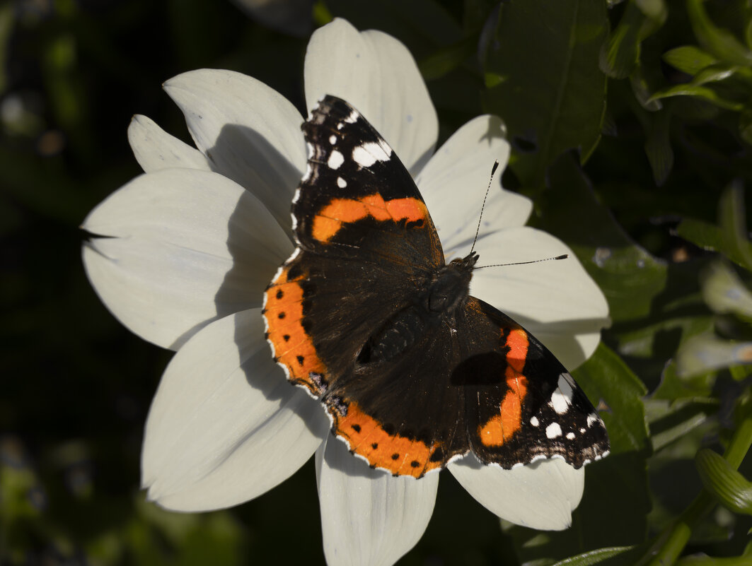 Летний эскиз - Александр Ковальчук