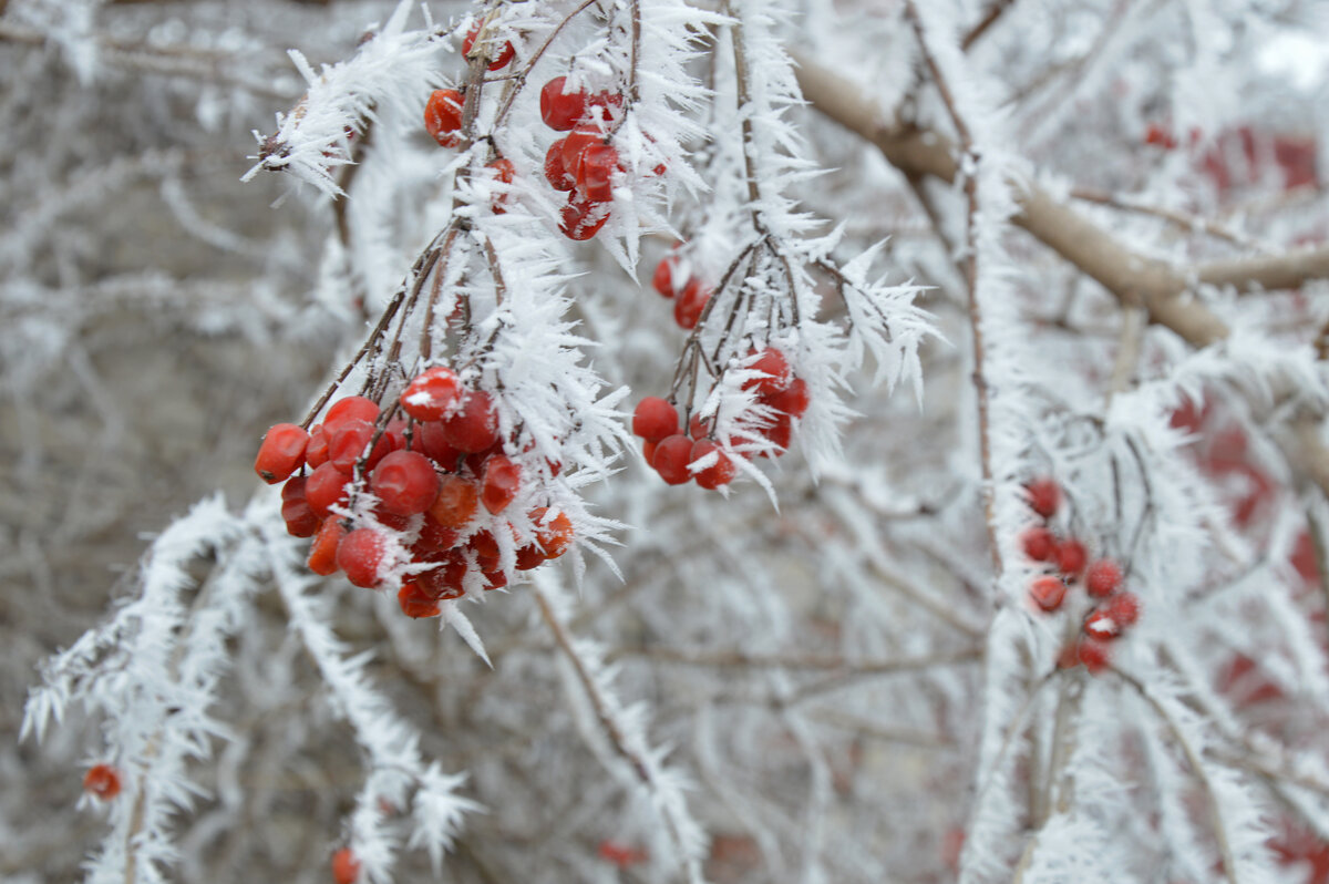 зимний этюд - Надежда Куркина зимний этюд - Надежда Куркина