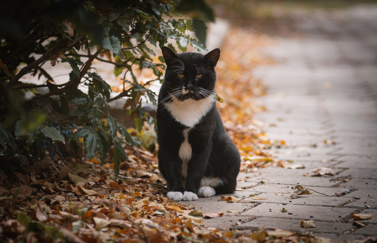 Бывалый смотритель осеннего парка. - Анатолий Щербак