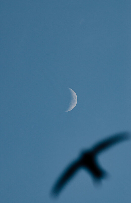 Полёты Керченских стрижей. - Анатолий Щербак