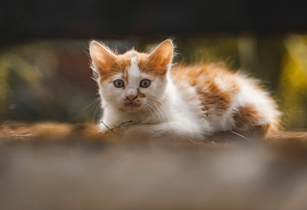 Привет! - Анатолий Щербак