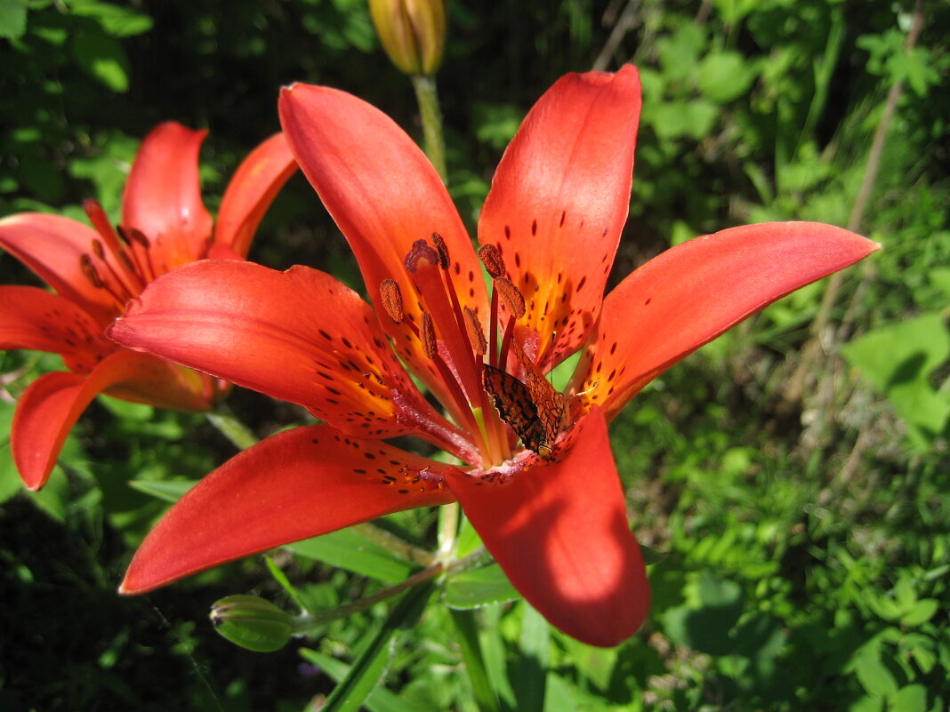 Лилия даурская - Anna Ivanova Лилия даурская - Anna Ivanova