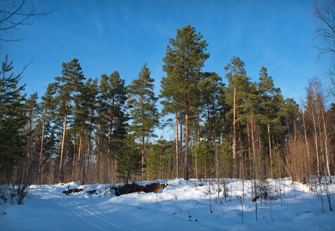 Зимний лес - lady v.ekaterina