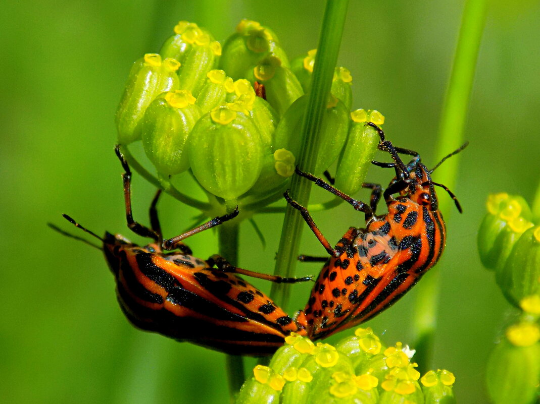 Итальянские клопы... - Константин Штарк Итальянские клопы... - Константин Штарк