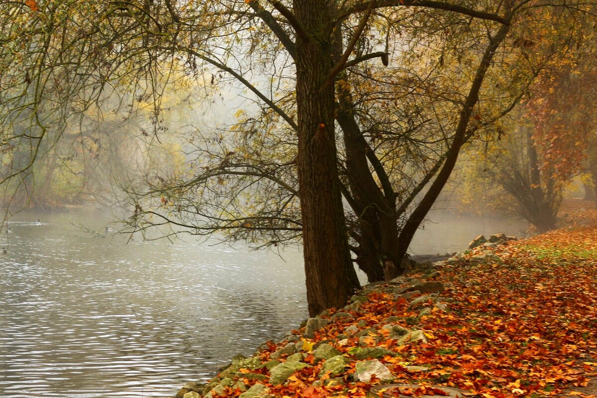 В лёгком осеннем тумане - Юрий. Шмаков В лёгком осеннем тумане - Юрий. Шмаков
