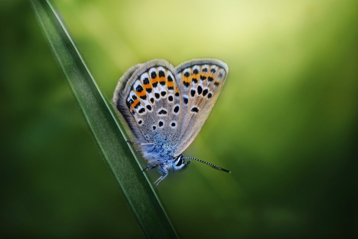 *** - Viktoria Anufrieva *** - Viktoria Anufrieva