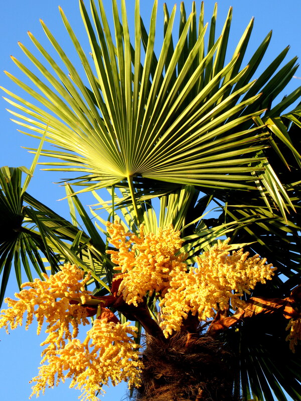 Цветение пальмы - Валерий 