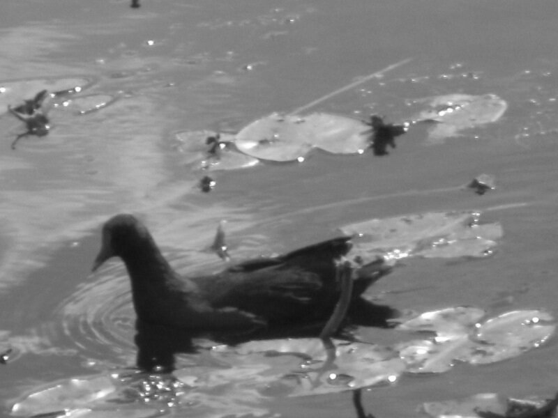 Камышница обыкновенная - Дмитрий Никитин