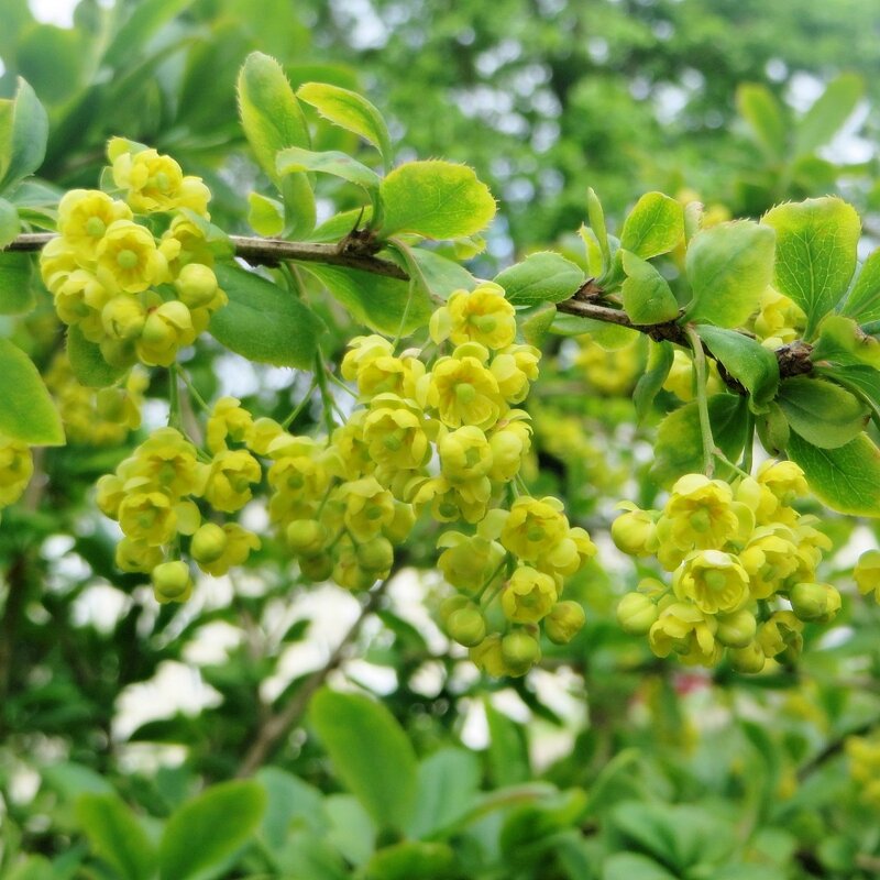 весна - марта Камушкина