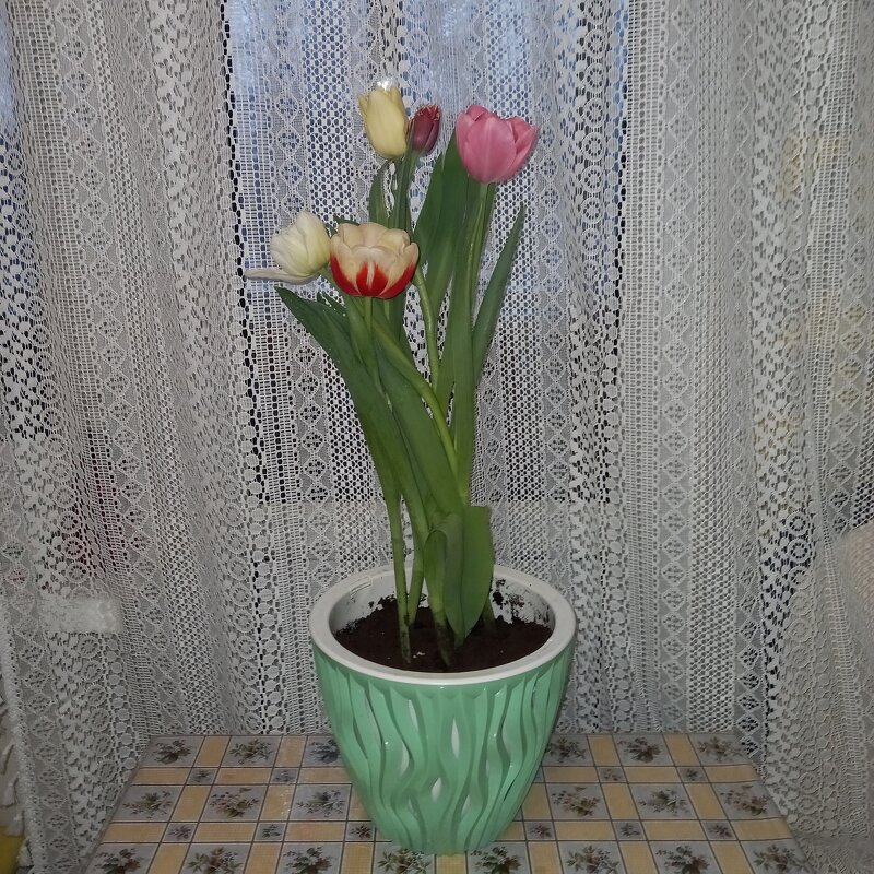 Тюльпаны - BoxerMak Mak