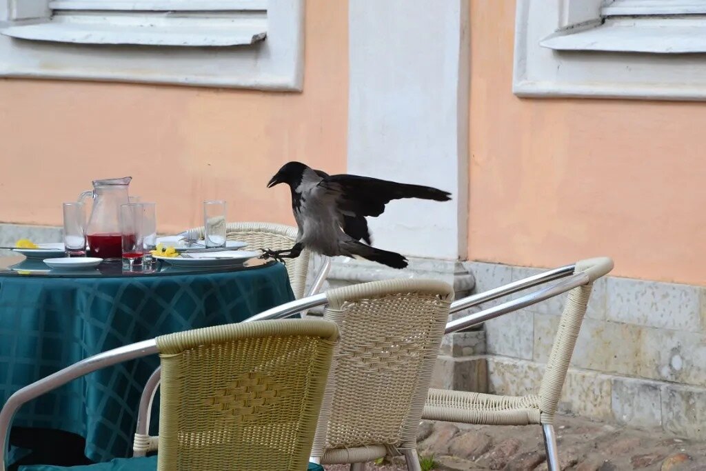 Позавтракать уж было собралась. - Надежда 