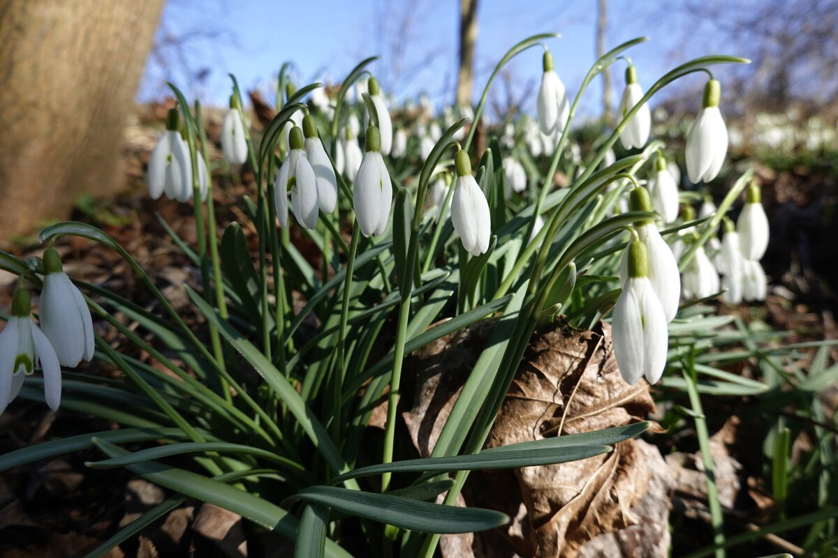 ......земля уже под солнышком проснулась... - Галина ......земля уже под солнышком проснулась... - Галина