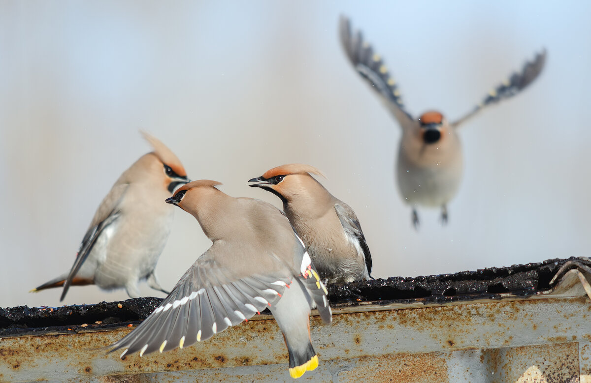 Свиристели. - Виктор Иванович Чернюк