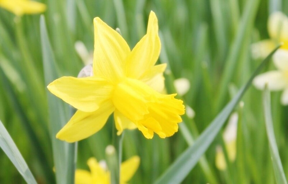 цветок - марта Камушкина