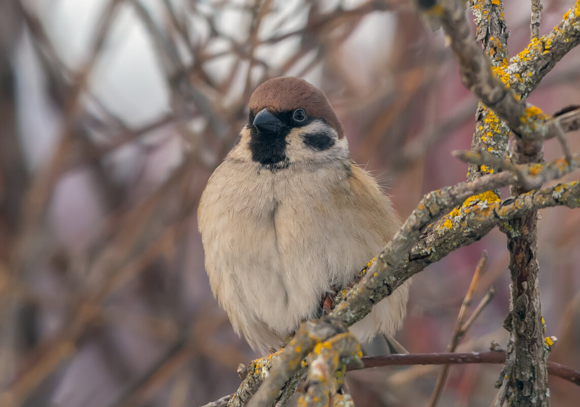 орёл - Виталий Емельянов