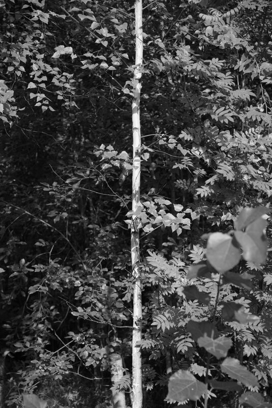 Название отсутствует - Денис Безногов Название отсутствует - Денис Безногов