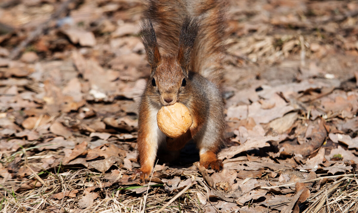 *** - Владимир Безбородов