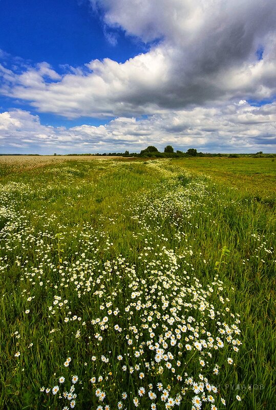 Дорожка из ромашек - Сергей Дорожка из ромашек - Сергей