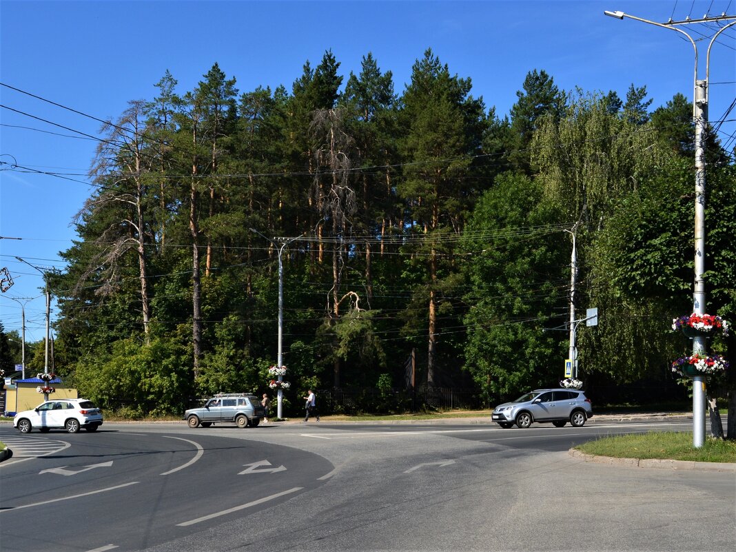 Чебоксары. Сосны Берендеевского леса. - Пётр Чернега Чебоксары. Сосны Берендеевского леса. - Пётр Чернега