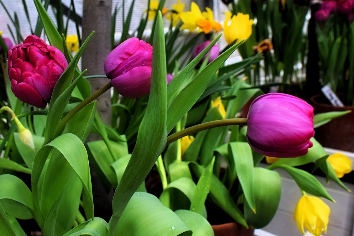 Зацвели раньше природного срока. - Татьяна Помогалова Зацвели раньше природного срока. - Татьяна Помогалова