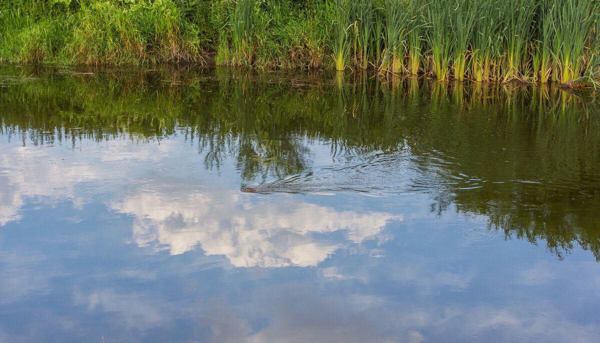Летнее утро на реке Миасс. - Алексей Трухин Летнее утро на реке Миасс. - Алексей Трухин