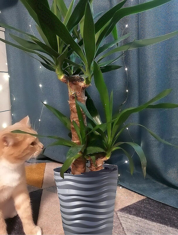 "Хозяйка" - Ольга Довженко