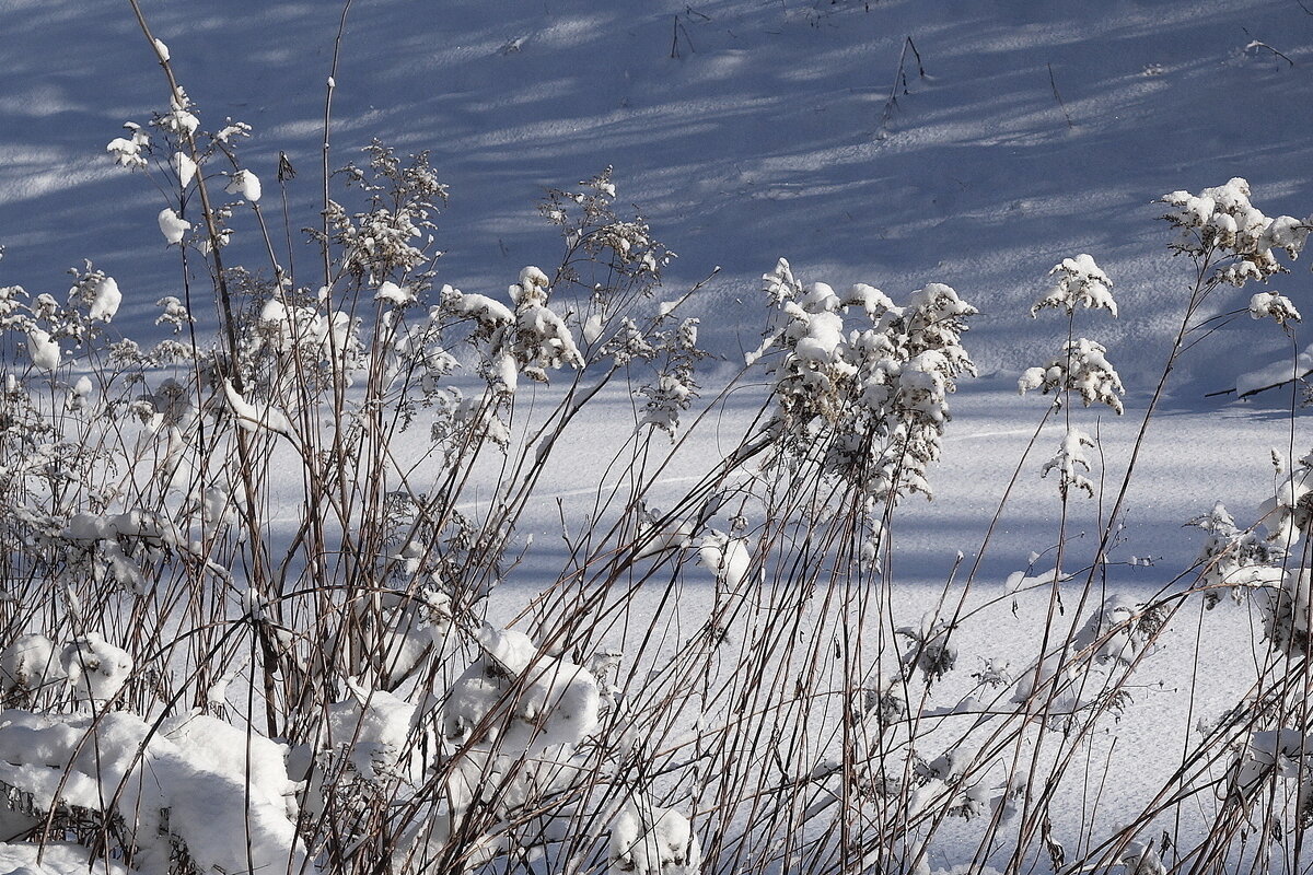 Февральский этюд - Рита Симонова Февральский этюд - Рита Симонова